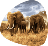 Sunset safari in Amboseli National Park for Indian couples