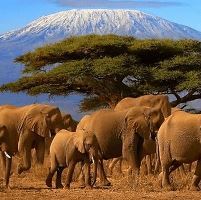 Guided elephant sanctuary visits in Amboseli National Park