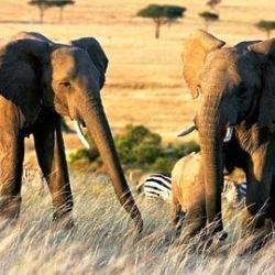 Safari itinerary ideas for Bosnia to Kenya trips