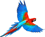 bird watching volunteer trips to Kenya from Canada