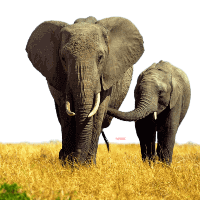 Custom Kenya safari tours with flight booking from Croatia