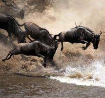 Wildlife viewing hot air balloon Masai Mara Great Migration