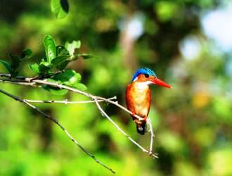Beauty of hummingbirds in Kenyan landscapes