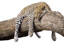 Italian tourist guide to Amboseli National Park