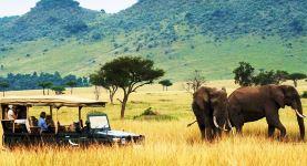 Affordable game drives in Nairobi national park