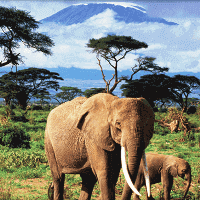 Best guided tours to the David Sheldrick Wildlife Trust Elephant Nursery in Nairobi