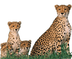 Latvian-friendly Kenya safari guides for families
