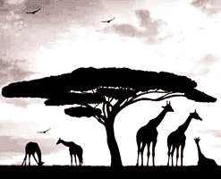 ethical wildlife tourism in kenya for albanian volunteers