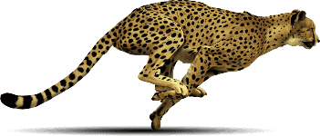 guided Kenya safaris with Spanish-speaking tour guides