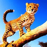 French tourists review Kenya safari holidays