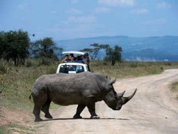 A Rhino Crossing the Road in a Game Reserve