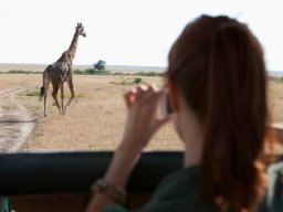 A Tourist Enjoying the View of a Giraffe