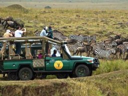 Tourists Observing Wildebeests and Zebras