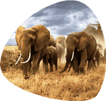 kenyan photographic safaris