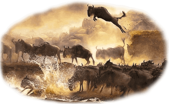 Luxury Safari Family Packages in Kenya with Great Migration Tours for Lithuanians